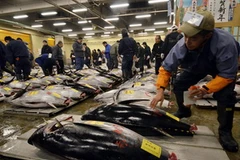 Các lái buôn kiểm tra những con cá ngừ lớn tại chợ cá Tsukiji trước phiên đấu giá. (Nguồn: AFP/TTXVN)