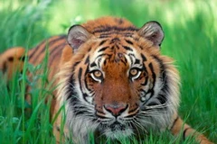 Hổ Sumatra. (Nguồn: Internet)