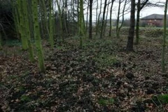 Cả khu rừng được trải một lớp dày phân lợn. (Nguồn: Internet)