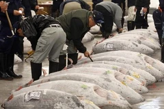Chợ cá Tsukiji nổi tiếng ở Nhật Bản. (Nguồn: Reuters)