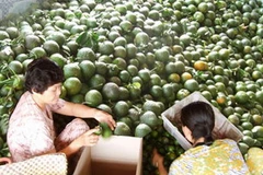 Thương lái thu mua cam sành tại Vĩnh Long. (Nguồn: Internet)