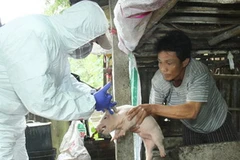 Ảnh chỉ có tính minh họa. (Ảnh: Hồ Cầu/TTXVN)