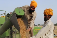 Nông dân Ấn Độ thu hoạch lúa mì. (Nguồn: AFP/TTXVN)