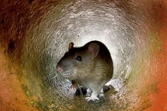 Ảnh chỉ có tính minh họa. (Nguồn: AFP)