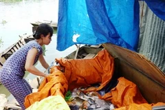 Người dân thu gom cá chết. (Nguồn: dongnai.gov.vn)