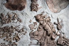 Hóa thạch bò sát biển mang phôi thai. (Nguồn: AP)