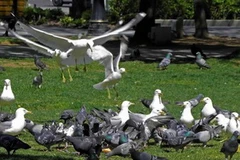 Ảnh chỉ có tính minh họa. (Nguồn: Internet)