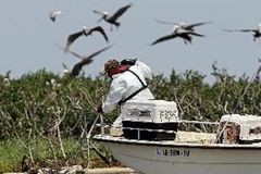 Chăm sóc cho những chú chim bị dính dầu tại Vịnh Barataria trong thảm họa tràn dầu tại Vịnh Mexico. (Nguồn: AFP/TTXVN)