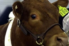 Ảnh chỉ có tính minh họa. (Nguồn: skynews.com.au)