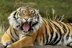 Hổ Sumatra. (Nguồn: Internet)