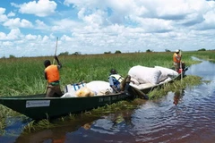 Lũ lụt gây mất mùa ở Uganda. (Nguồn: Internet)