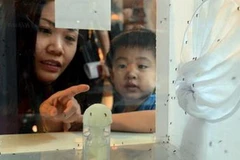 Singapore đang trong giai đoạn cao điểm của dịch sốt xuất huyết. (Nguồn: Strait Times) 