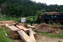 Một điểm cất giấu gỗ trái phép tại thôn Hòa Sơn, xã Sông Hinh bị phát hiện. (Ảnh: Thế Lập/Vietnam+) 