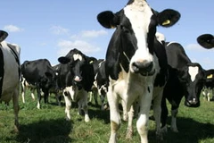 Ảnh chỉ có tính minh họa. (Nguồn:TT&VHt)