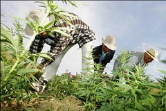 Nông dân Morocco trồng cần sa. (Nguồn: AFP)