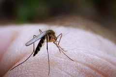 Ảnh chỉ có tính minh họa. (Nguồn: wired.com)