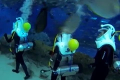 Lặn với cá mập. (Nguồn: MeidaCorp)