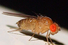 Ruồi giấm drosphila. (Nguồn: Internet)