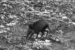 Loài chuột chù voi ở Kenya. (Nguồn: physorg.com)