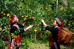 Thu hoạch cam sành tại Tuyên Quang. (Ảnh: Ngô Lịch/TTXVN)