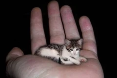 Chú mèo có tên Peebles bé nhất thế giới. (Nguồn: Internet)