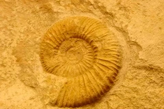 Ảnh chỉ có tính minh họa. (Nguồn: Internet)