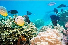 Ảnh chỉ có tính minh họa. (Nguồn: Internet)