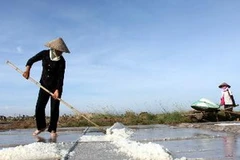 Sản xuất muối tại Hợp tác xã muối Bạch Long, huyện Giao Thủy, tỉnh Nam Định. (Ảnh: Huy Hùng/TTXVN)