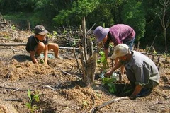 Ảnh chỉ có tính minh họa. (Ảnh: Lê Bá Liễu/TTXVN)