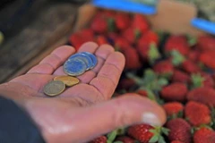 Ảnh chỉ có tính minh họa. (Nguồn: ANSA)