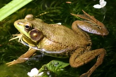 Ảnh chỉ có tính minh họa. (Nguồn: Internet)