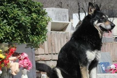 Chú chó Capitán. (Nguồn: La Voz) 