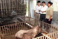 Hướng dẫn người dân phác đồ điều trị bệnh liên cầu khuẩn ở lợn. (Ảnh: Huy Hùng/TTXVN)