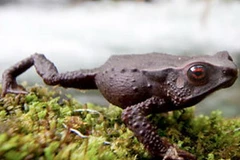 Một loài ếch mới được phát hiện ở Colombia. (Nguồn: mnn.com)