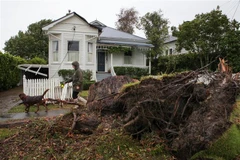 Cây cối bị quật đổ do bão Gabrielle tại Auckland, New Zealand, ngày 13/2/2023. (Ảnh: THX/TTXVN)