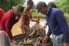 Trà Vinh: Giá cá lóc ổn định, người nuôi lãi hơn 50 triệu đồng mỗi ha