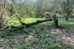 Bình Phước: Mưa lớn kèm dông lốc khiến nhiều cây trồng gãy đổ