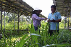 Cán bộ khuyến nông khảo sát mô hình sản xuất nông nghiệp tuần hoàn tại HTX Mekong Ngũ Thường, xã Tân Bình, huyện Phụng Hiệp, tỉnh Hậu Giang. (Ảnh: Hồng Thái/TTXVN)