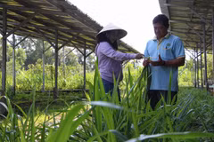 Cán bộ khuyến nông khảo sát mô hình sản xuất nông nghiệp tuần hoàn tại HTX Mekong Ngũ Thường, xã Tân Bình, huyện Phụng Hiệp, tỉnh Hậu Giang. (Ảnh: Hồng Thái/TTXVN)