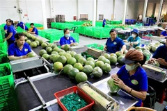 Dây chuyền dán mác, đóng bao bì sản phẩm bưởi da xanh. (Ảnh: Hồng Đạt/TTXVN)