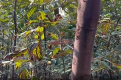 Nhiều ha quế bị khô lá bất thường. (Nguồn: Báo Lào Cai)