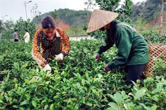 Cây chè Bát Tiên giống mới đưa vào trồng đã đem lại hiệu quả kinh tế cao cho người trồng chè ở xã Bảo Hưng, huyện Trấn Yên, tỉnh Yên Bái. (Ảnh: Tuấn Anh/TTXVN)