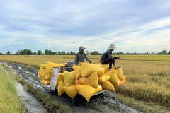 Thương lái vào tận ruộng thu mua lúa của nông dân với mức giá từ 7.500 đến 8.000 đồng/kg. (Ảnh: Chanh Đa/TTXVN)