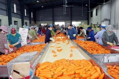 Sơ chế, đóng gói càrốt xuất khẩu sang các nước Trung Đông. (Ảnh: Mạnh Tú/TTXVN)