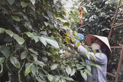 Người dân ở huyện Lộc Ninh thu hoạch hồ tiêu. (Ảnh: TTXVN phát)