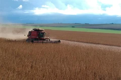 Thu hoạch đỗ tương tại trang trại ở Formosa, Goias, Brazil, ngày 12/4/2023. (Ảnh: THX/TTXVN)