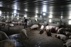 Bến Tre: Di dời hàng nghìn cơ sở chăn nuôi và nuôi chim yến