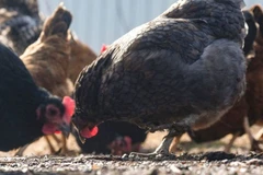 Campuchia: Bố bé gái bị tử vong cũng dương tính với virus H5N1