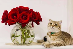 Hình tượng con Mèo trong văn hóa Việt Nam và thế giới cũng có rất nhiều điểm độc đáo và khác biệt. 