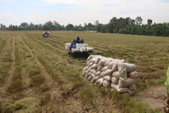 Người nông dân đưa thương hiệu gạo đặc sản Tiền Giang ra thế giới